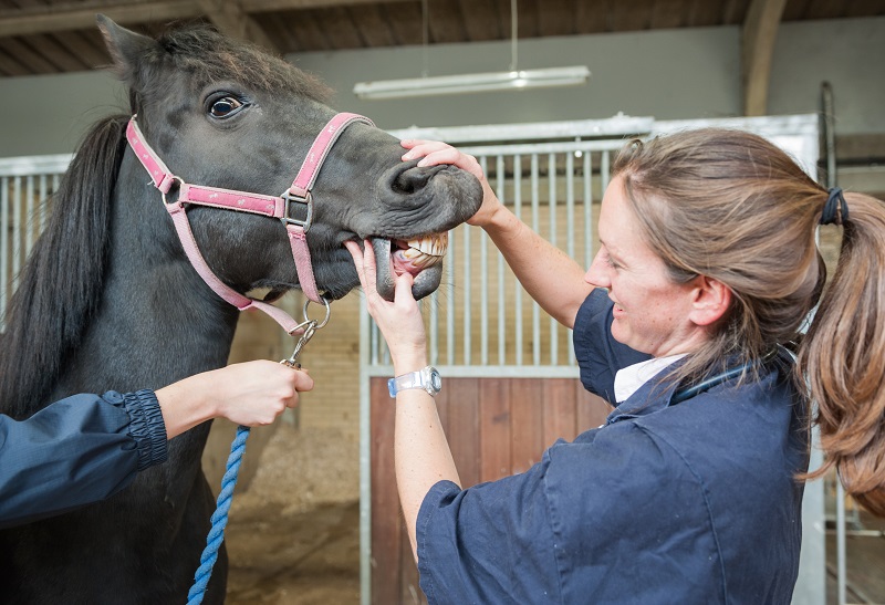 Routine Healthcare Services and Facilities Practice RVC Equine
